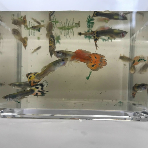 Guppy Variados Machos