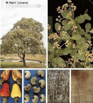 3 Semillas Marañon Nuez De La India - Anacardium Occidentale