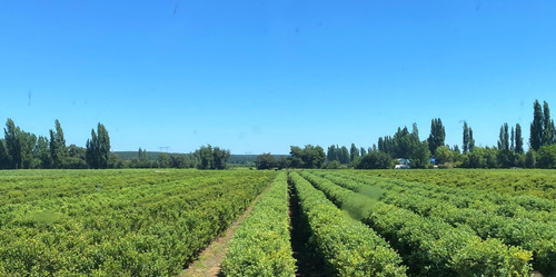 ¡ Venta De Agrícola De Arandanos Orgánicos En Maule!  