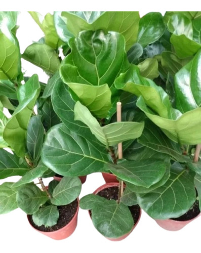 Ficus Pandurata - Lirata + Maceta Premium