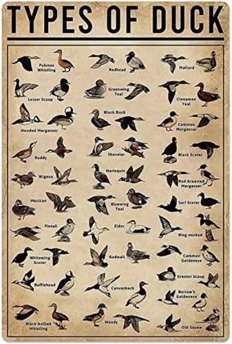Duck Knowledge Metal Poster Tipo De Pato Impresión De Metal