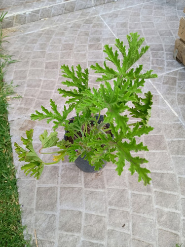 Citronela, Belgata, Citronella, Geranio Limón E4