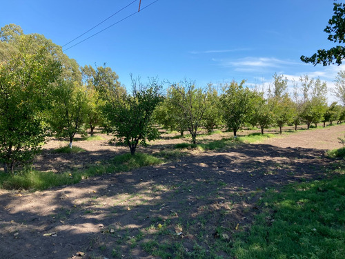 Finca Gral Alvear, 71 Hcts,en Producción Y Con Equipamiento.