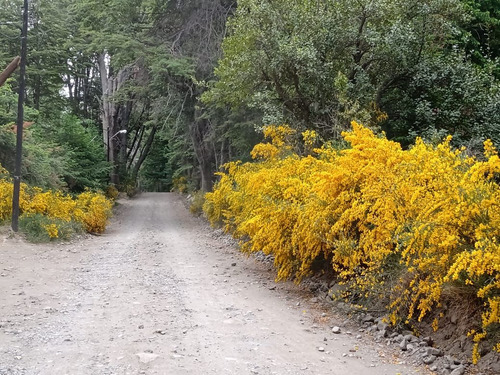 Terreno En Venta En Villa Traful Con Arboles Añejos