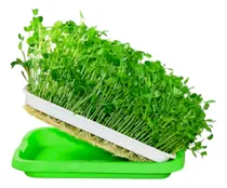 Comprar 4 Bandejas Para Germinados Brotes Microgreens Libre Bpa! - B