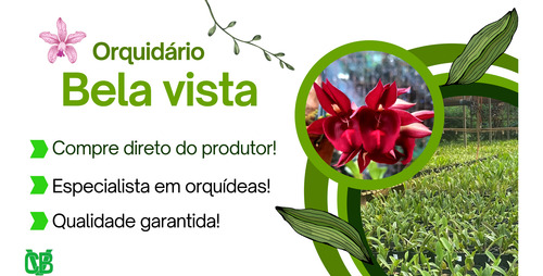 (c.guatemalensis X Lc. Trick Ou Treat) X C. Loddigesii - 1un