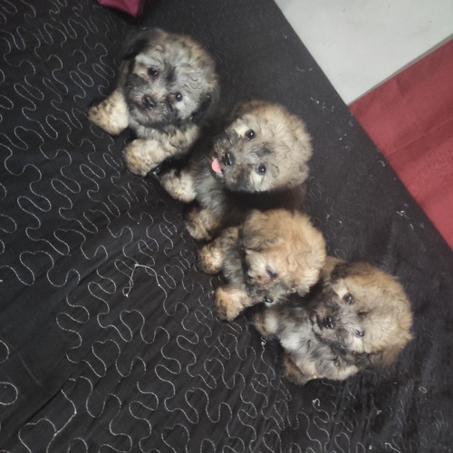 Imagen 2 de 5 de Se Vende French Poodle Mini Toy A 250