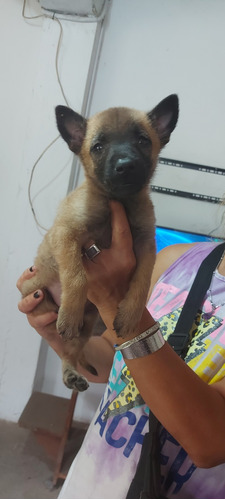 Cachorros Malinois