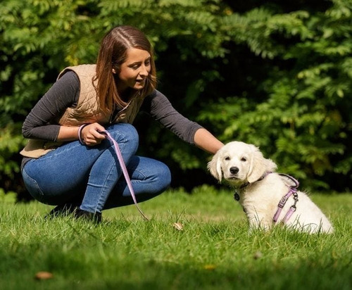 Correa Simple Halti Large Perro Grande