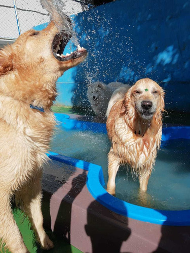 Imagem 11 de 11 de Piscina Para Cães Em Formato De Osso Com Deck E Hydrante.