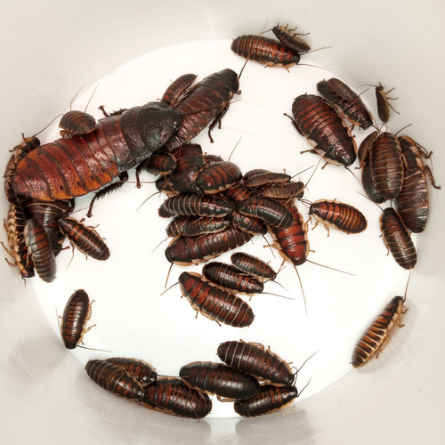 200 Cucarachas Madagascar Med Alimento Vivo P/ Insectívoros