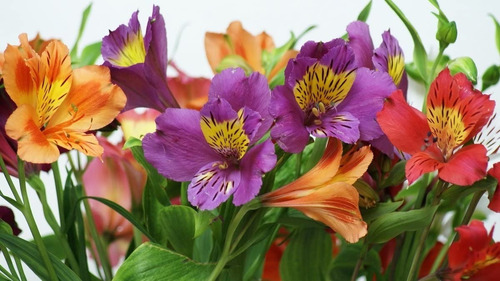 10 Semillas Alstroemeria, Mix Colores