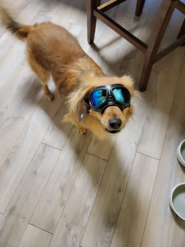Gafas De Sol Uv A Prueba D/viento P/mascota Pequeña, Mediana
