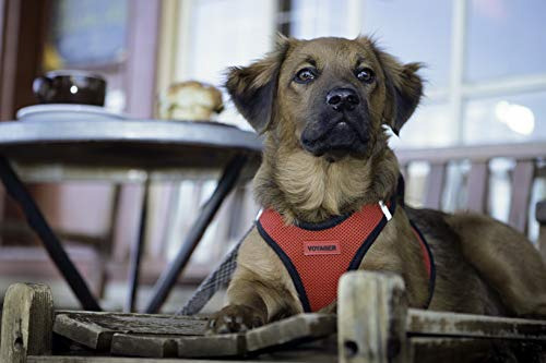 Pechera Con Arnes Para Mascotas Color Azul Tamaño Mediano