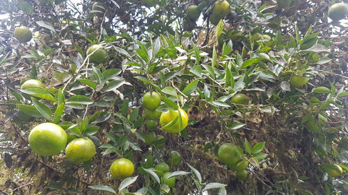 Bonita Finca De 168 Has En Yanayacu - La Troncal - Cañar