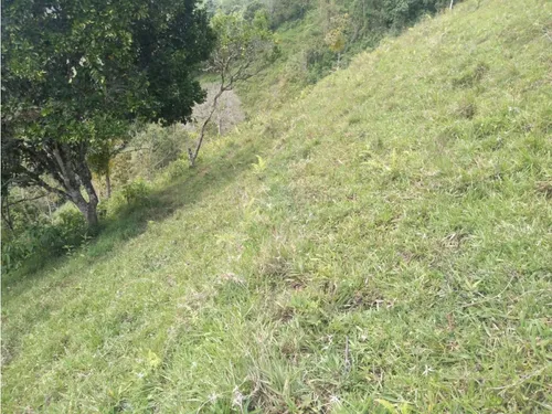 Vendo Finca Ganadera Cerca A La Cabecera De Armenia Mantequilla Ant.