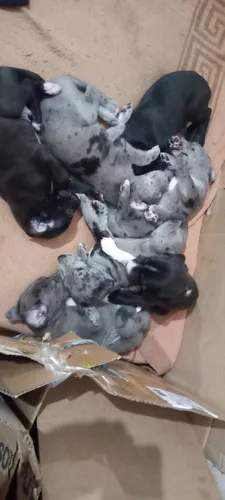 Cachorros Gran Danés .