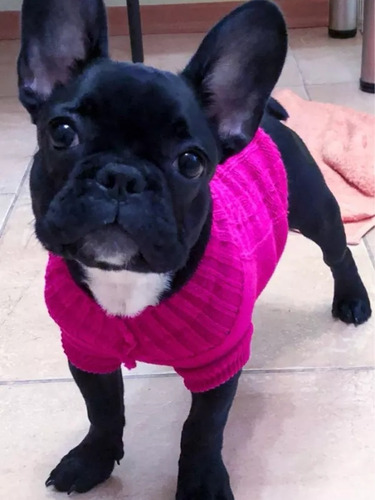 Ropa Tejida Para Mascotas Pequeños