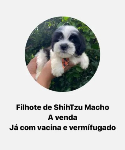 Vendo Filhote Shihtzu