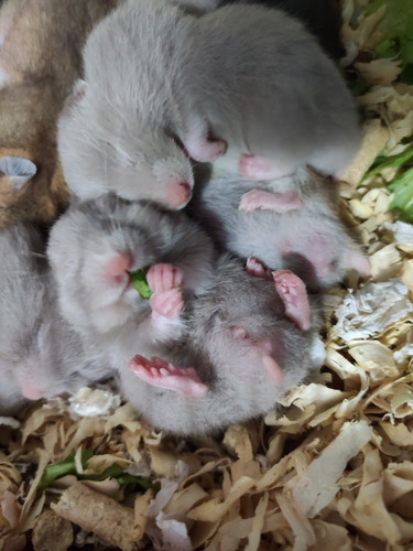 Imagem 1 de 11 de Hamster Sírio