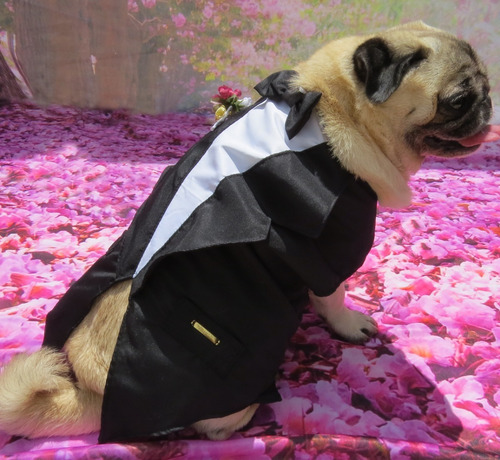 Imagem 9 de 9 de Roupa De Cachorro Ou Gato Para Casamento Terno Fraque Social