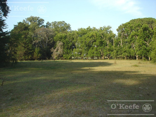 Campo Mixto En Venta De 228 Has Sobre Ruta 29 -en Brandsen