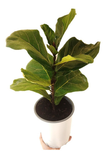 Ficus Lyrata - Gomero Pera