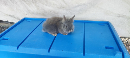 Hermoso Conejo Enano