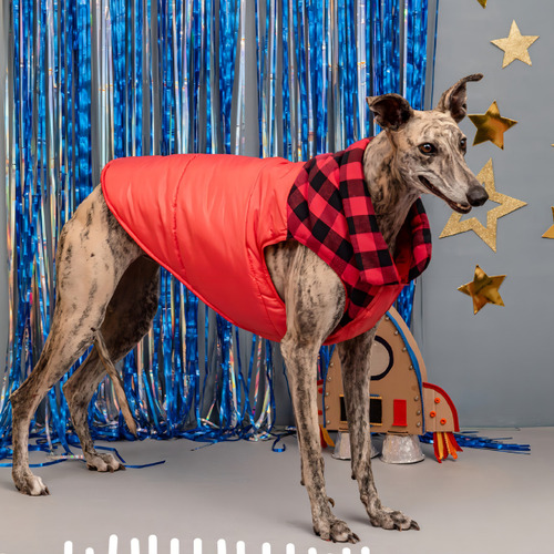 Perro Abrigado Con Chaleco Canchero De Invierno Campera T5