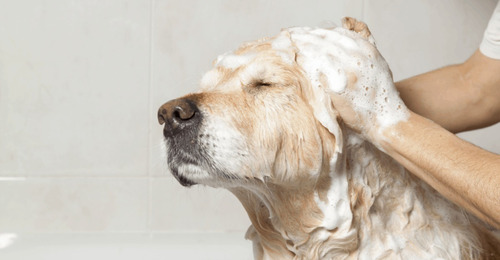 Imagen 2 de 3 de Shampoo De Avena Y Miel Para Perros O Gatos 500 Ml Baño