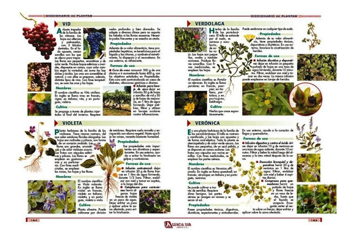 Las Hierbas Aromáticas, Saborizantes Y Saludables