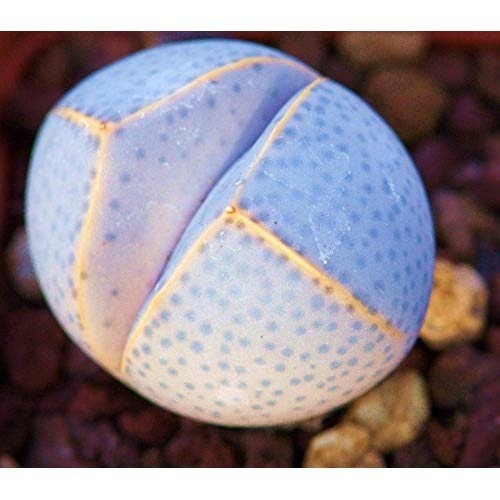 Sementes Cacto Pedra Lithops Dinteranthus Wilmotianus