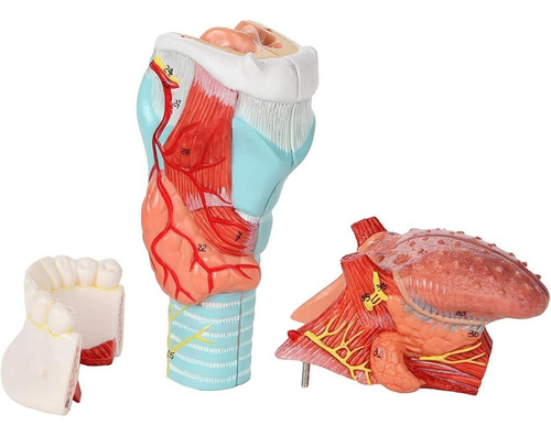 Laringe Humana Con Diente Y Lengua Modelo Anatomia Garganta