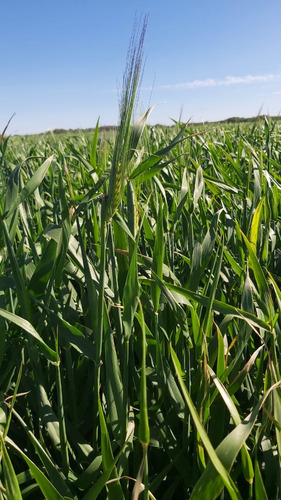 Semilla Cebada Forrajera Negra X 10 Kg - Para Suelo Salino