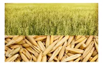 Comprar Sementes De Aveia Branca Pasto Silo E Feno - 2kg De Sementes