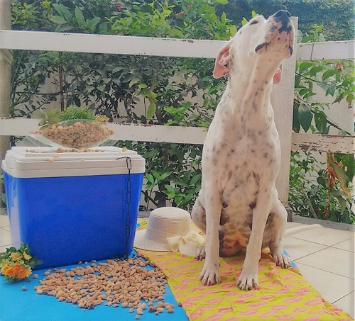 Filhotes De Dogo Argentino