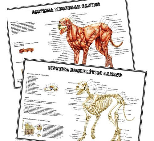 2 Posters 65x100cm Musculos + Esqueleto Cães P/ Veterinária