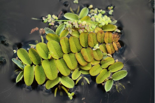 Plantas Flotantes Surtidas!!!