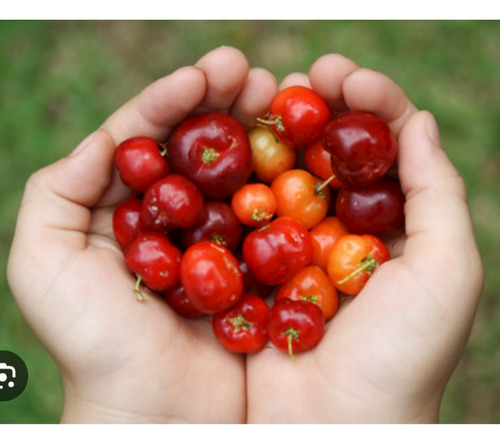 Plantin De Acerola Dulce De Acodo