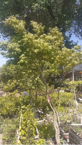 Arbol Acer Palmatum, Arce Japonés 2mts 30lts