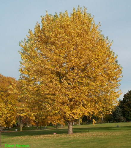 Acer Saccharinum - Hermosos Árboles De Aprox. 2,5 Metros