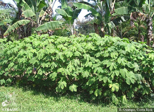 500 Gramos Chaya Partes Aereas Secas Infusion