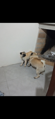 Vendo!! Hermoso Pug Carlinos 