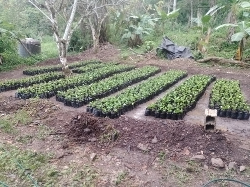 Vendo Plantas De Café Colombia 27