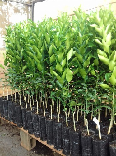 Imagem 6 de 9 de Muda De Lima Enxertada Produção P/ Vasos Jardim E Pomar