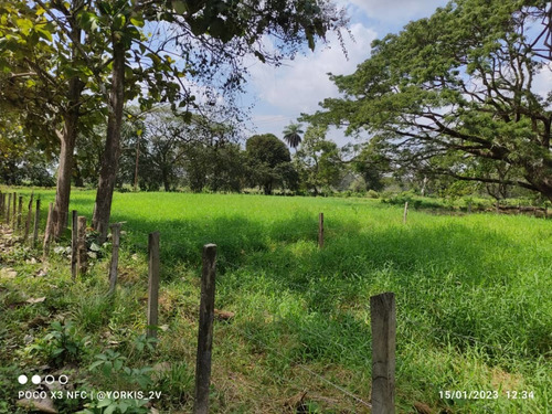 Imagen 12 de 13 de Finca En Venta En El Tambor, Mun. Obispos, Barinas