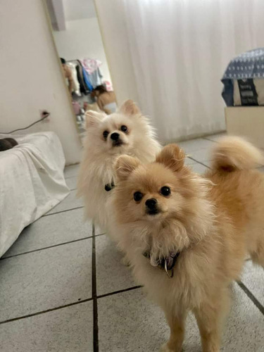 Hermosos Pomerania 