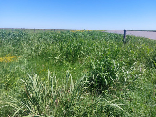 Se Vende Isla Entre Rios Sobre Arroyo Tigre