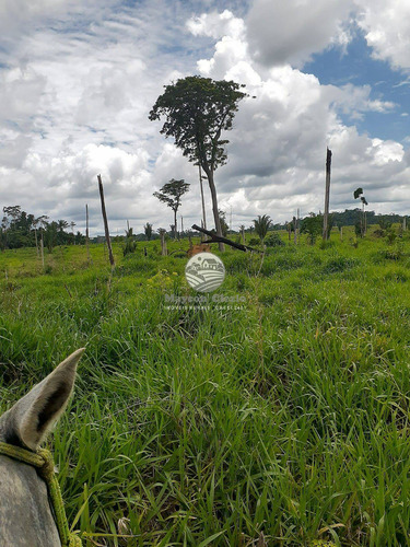 Imagem 3 de 10 de Venda Sítio Buritis Em Rondônia - Si337