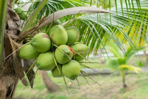 Palmera Coco(cocotera) 1mt Alto - 3 Unidades